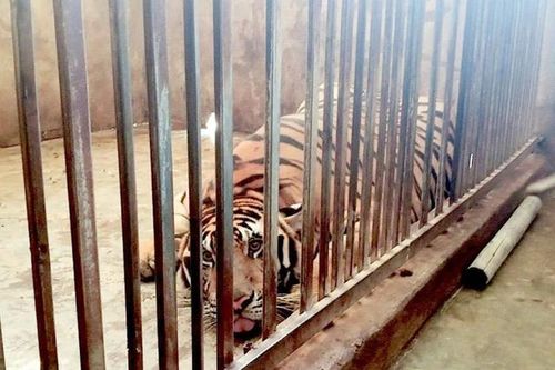Khởi tố người đàn ông nuôi nhốt trái phép 14 con hổ tại nhà riêng