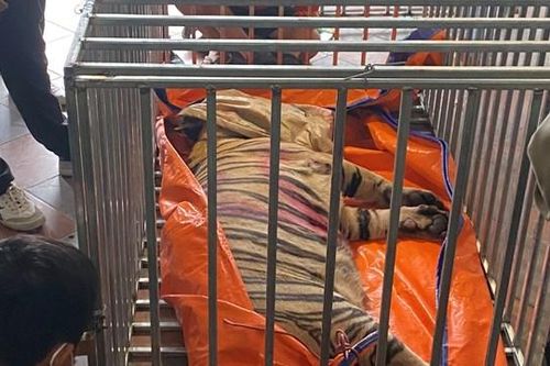 Nghệ An: Khởi tố đối tượng nuôi nhốt hổ trái phép trong nhà