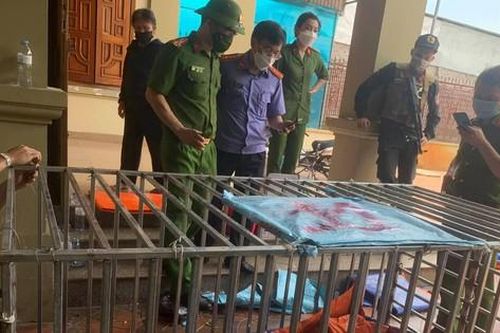 Khởi tố, bắt tạm giam bị can nuôi nhốt 14 cá thể hổ trái phép