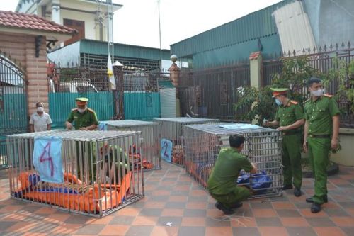 Khởi tố vụ án nuôi trái phép 17 con hổ tại Nghệ An