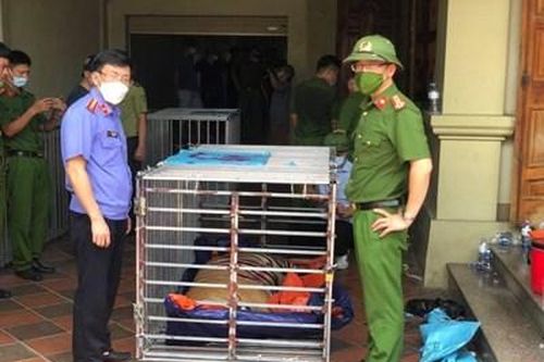 Bắt tạm giam chủ cơ sở nuôi nhốt hổ trái phép ở Nghệ An