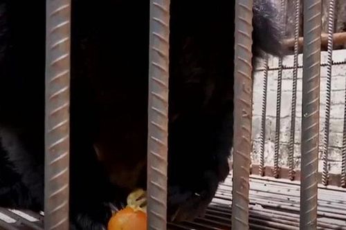 Mua chó Ngao Tây Tạng về nuôi, 2 năm sau gia đình sợ hãi phát hiện 'thân thế' thực sự của con vật