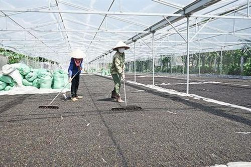 Xuất khẩu trực tiếp hạt tiêu sang thị trường Mỹ