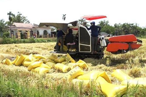 Hải Lăng: Khẩn trương thu hoạch lúa trà đầu ở vùng thấp trũng