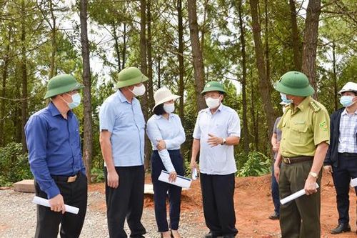 Sớm triển khai phương án trồng rừng thay thế tại các dự án điện gió