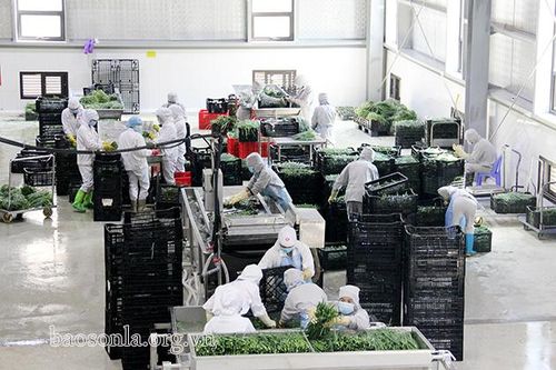 Chế biến nông sản tạo động lực cho nông nghiệp phát triển bền vững