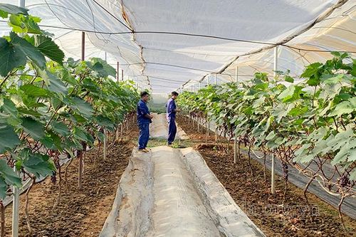 'Cầu nối' đưa khoa học kỹ thuật đến với nông dân