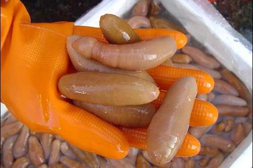 'Ngượng chín mặt' những sinh vật biển có vẻ ngoài... nhạy cảm