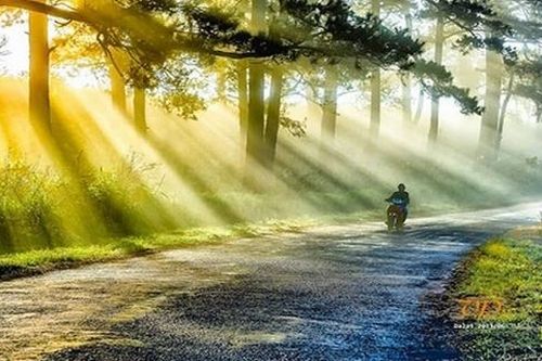 Những bản tình ca thông reo