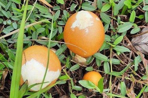 Đặc sản 'Trứng gà chồi lên từ đất' hiếm có, giá nửa triệu đồng/kg