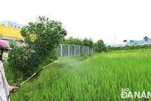 Xử lý bệnh khô vằn trên cây lúa đang gây hại diện rộng