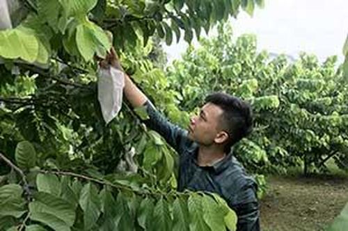 Yên Vượng: Triển vọng phát triển kinh tế từ giống na 'khổng lồ'Tin khácKết nối các nguồn lực chuẩn bị cơ sở vật chất cho năm học mơíDanh sách cá nhân dự kiến đề nghị xét tặng danh hiệu 'Công dân Lạng Sơn ưu tú' lần thứ nhất, năm 2021