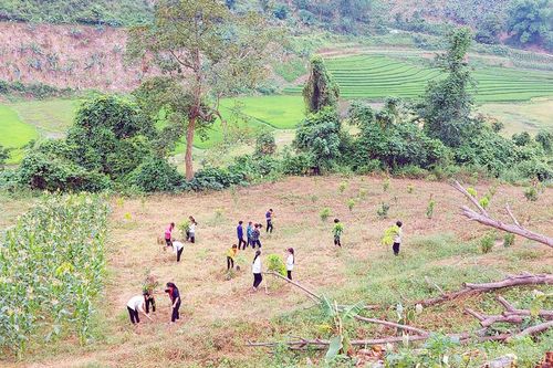 Bát Xát dành 30.000 m2 đất thực hiện mô hình sản xuất nông nghiệp trong các trường học