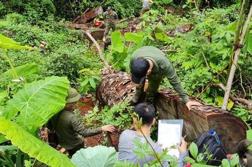 Bắt giam nhiều đối tượng liên quan đến vụ tàn phá rừng nghiến cổ thụ ở Hà Giang