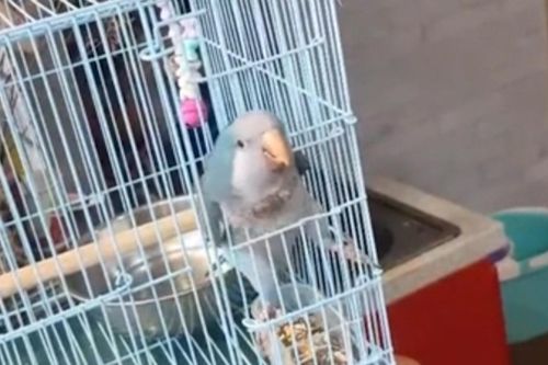 Vẹt thông minh tự tìm cách thoát ra khỏi lồng