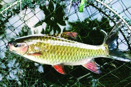 Các loại cá đặc sản tiến vua giờ đắt thế nào?