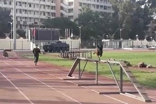 Đội tuyển chó nghiệp vụ QĐND Việt Nam bước vào huấn luyện các bài thi phòng thủ và vượt vật cản