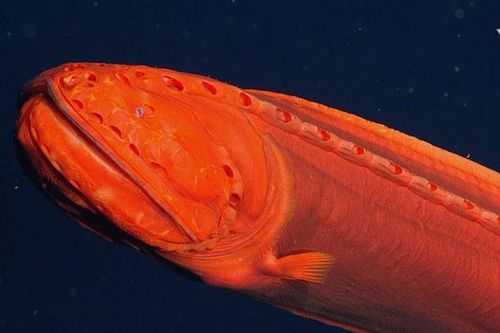 Lặn sâu 2.000m xuống đáy biển, phát hiện sinh vật hình dạng kỳ quái '3 trong 1': Giới khoa học 'bị đánh lừa' hơn 100 năm!
