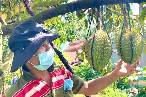 Đẩy mạnh hoạt động chứng nhận VietGAP