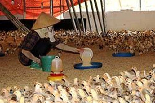 Đồng Tân: Phát triển kinh tế hiệu quả từ nuôi gà thương phẩmTin khácKết nối các nguồn lực chuẩn bị cơ sở vật chất cho năm học mơíDanh sách cá nhân dự kiến đề nghị xét tặng danh hiệu 'Công dân Lạng Sơn ưu tú' lần thứ nhất, năm 2021