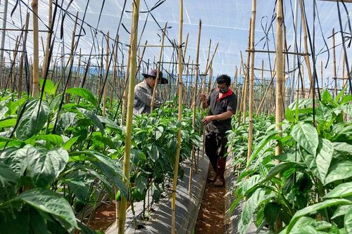 Tổ hợp tác rau nơi vùng sâu