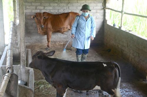 Khống chế thành công bệnh viêm da nổi cục