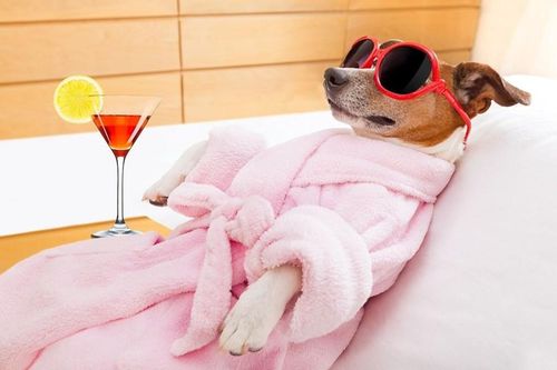 Nơi bán cocktail cho cả cún cưng và chủ