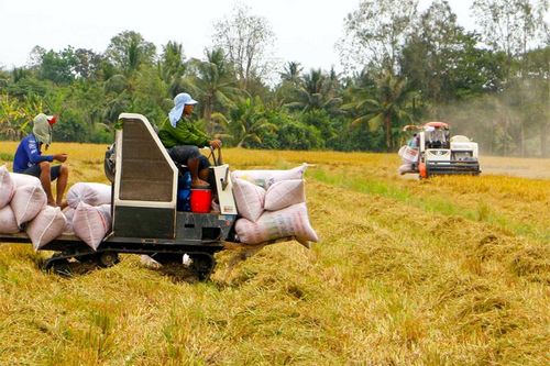 Kiến nghị cho doanh nghiệp thế chấp vay vốn bằng lúa gạo