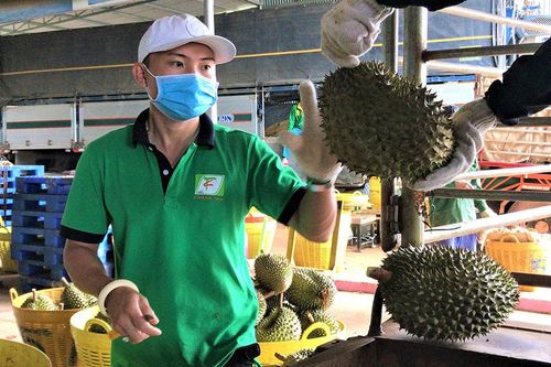 Thông tin giá sầu riêng, bơ ở Đắk Lắk giảm 50% là không có cơ sở