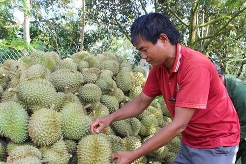 'Vua trái cây' vạn người yêu, nghìn kẻ ghét vướng khâu đi đường