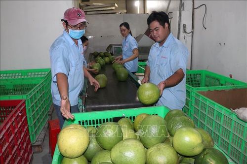 Bến Tre hỗ trợ tiêu thụ nông sản trong mùa dịch