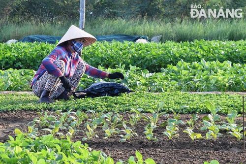 Cân đối, quyết định số lượng nông dân đi chăm sóc lúa, rau, bảo đảm việc phòng Covid-19