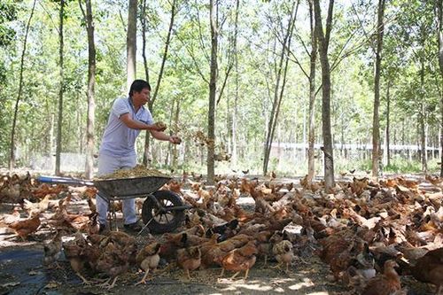 Phát triển chăn nuôi hữu cơ theo chuỗi khép kín