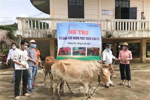 Huong Hoa: Giving 26 breeding cows to livelihood development groups