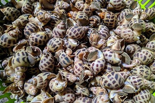 Giá ốc hương xuống thấp, người nuôi không biết bán cho ai