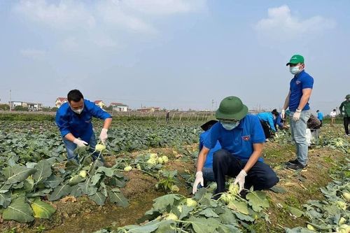 Duy trì sản xuất lương thực thực phẩm các tỉnh phía Bắc