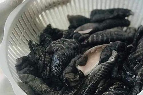 Loại nấm kỳ lạ đang khiến các bà nội trợ thành phố 'sốt rần rần' là nấm gì?