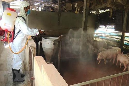 Bắc Giang: Xử phạt hộ kinh doanh thịt nhiễm virus tả lợn châu Phi