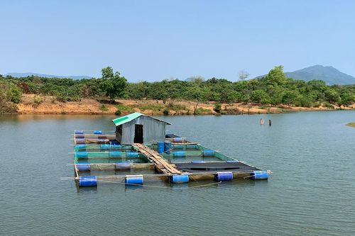 Nghề nuôi cá lồng: Nhiều tiềm năng phát triển