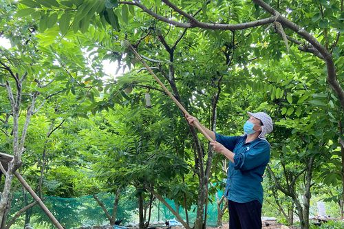Xuân Quang: Quả na mất mùa, mất giá