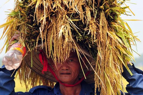 Đề xuất phân 'luồng xanh' cho vận chuyển gạo bằng đường sông