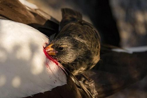 Kinh ngạc loài chim 'ma cà rồng' uống máu động vật để sinh tồn