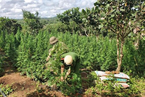 Đắk Lắk: Liên tiếp phát hiện các vụ việc trồng cây cần sa 'cho gà ăn'