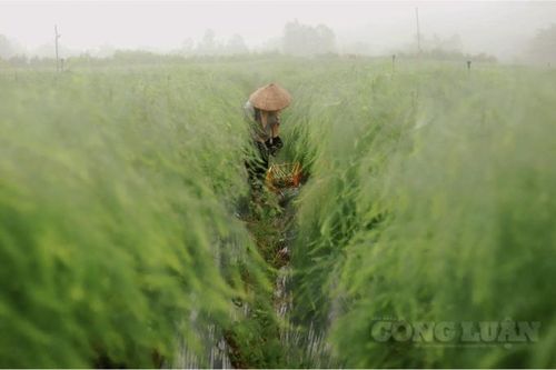 Nông dân Phú Thọ chủ động tiêu thụ măng tây trong mùa dịch