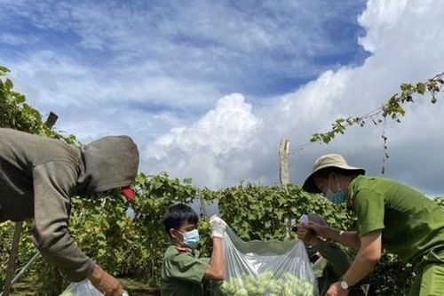 Nông dân tặng cả vườn nông sản trăm triệu cho lực lượng chống dịch
