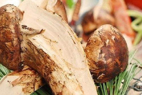 Mùa Vu Lan, nhà giàu săn nấm ăn chay có mức giá mà nhà nghèo không dám nghĩ đến