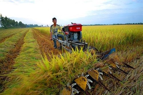 Lúa gạo tắc đường, hỏa tốc xin mở 'luồng xanh' trên sông