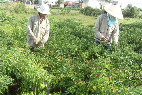 Gia Lai hỗ trợ thúc đẩy phát triển kinh tế số trong nông nghiệp