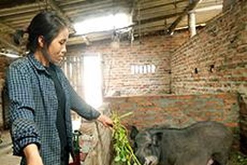 Hội viên nông dân làm giàu từ mô hình kinh tế tổng hợpTin khácKết nối các nguồn lực chuẩn bị cơ sở vật chất cho năm học mơíDanh sách cá nhân dự kiến đề nghị xét tặng danh hiệu 'Công dân Lạng Sơn ưu tú' lần thứ nhất, năm 2021