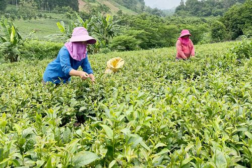 Lùng Vai thực hiện nghị quyết về phát triển kinh tế